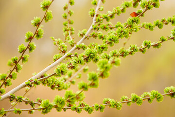 Spring elm green elm seeds