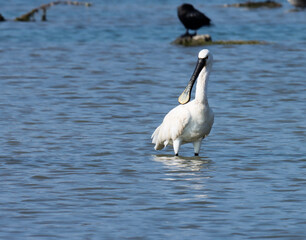 Eurasian spoonbill standing in water. The Eurasian spoonbill, or common spoonbill, is a wading bird of the ibis and spoonbill family Threskiornithidae. Platalea leucorodia.