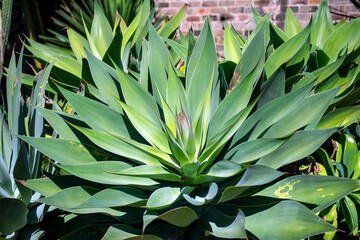 Agave plant with flower stem beginning to emerge