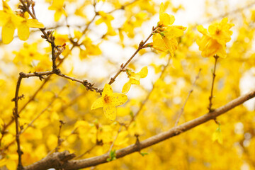 Yellow forsythia blooming in spring