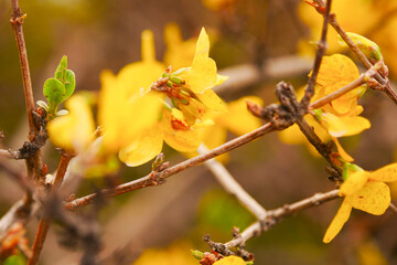 Yellow forsythia blooming in spring