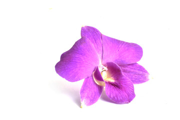 purple orchid isolated on white