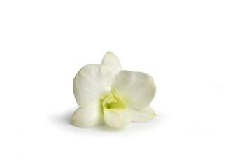 Fototapeta na wymiar white orchid isolated on white