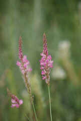 Beautiful flowers in Khakassia Russia