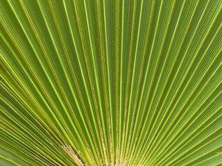 Fototapeta premium Background texture: green leaf of a southern palm tree. Concept: Summer vacation in a warm climate under the sun. Tropical palm leaf structure, close-up.