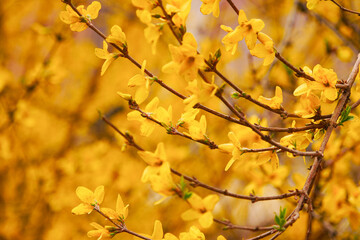 Yellow forsythia blooming in spring