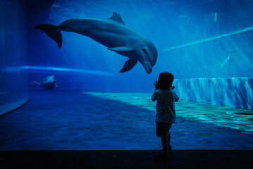 Unique communication moment between dolphin and little child