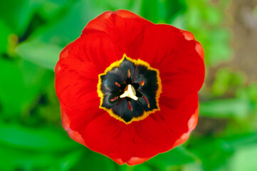 Red tulip top view, beautiful red flower closeup with big petals. Tulips flower bed in garden, botanic and floristics background