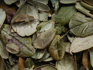 lingonberry leaves medicinal plants in paper packaging