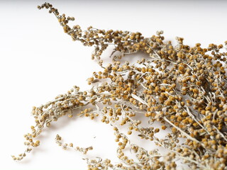 dry medicinal plant wormwood close up