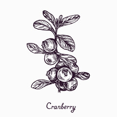 Cranberry branch with berries and leaves, simple doodle drawing with inscription, gravure style