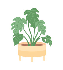 Houseplant for office interior decor semi flat color vector item. Realistic object on white. Tropical plant for home isolated modern cartoon style illustration for graphic design and animation