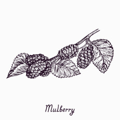 Mulberry branch with berries and leaves, simple doodle drawing with inscription, gravure style