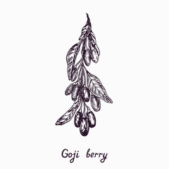 Goji berry branch with berries and leaves, simple doodle drawing with inscription, gravure style