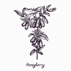 Honeyberry branch with berries and leaves, simple doodle drawing with inscription, gravure style