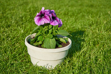 petunia in a pot,on the grass with a pot of petunia flower