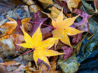 Autumn in Central Park Leaves with water drops