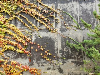 the plant weaves along a concrete wall