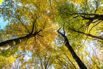 Obraz premium Perspective from down to up view of autumn forest with bright orange and yellow leaves. Dense woods with thick canopies in sunny fall weather.