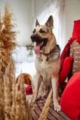 Dog German Shepherd in a forest in the room