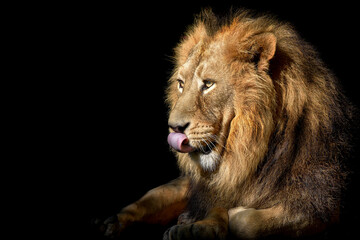 Naklejka na ściany i meble Lion , Portrait Wildlife animal , isolated 