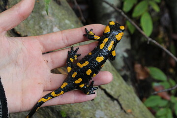 salamander on a hand