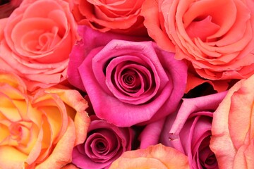 Fototapeta na wymiar close up of pink roses