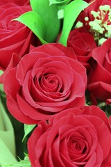 red roses in a garden