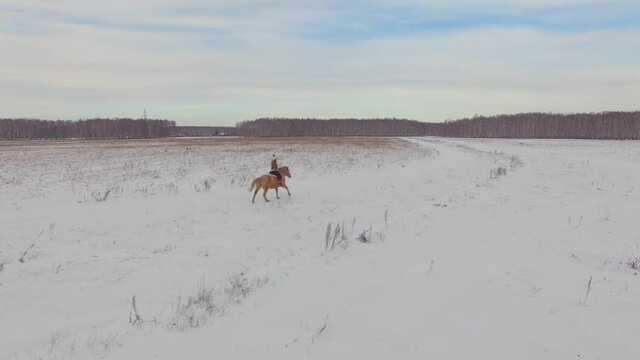 Aerial shooting in motion. Young rider in fur vest white sweater riding big beautiful beige horse in snowy winter ranch around field surrounded by forest. Girl rides stallion at gallop. Cloudy weather