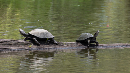 Obraz premium Terrapins resting on a log