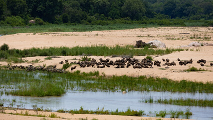 Fototapeta na wymiar Vultures gathering in a riverbed