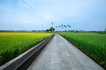 Fototapeta na wymiar Taiwan, southern villages, industrial roads, greenery, rice fields