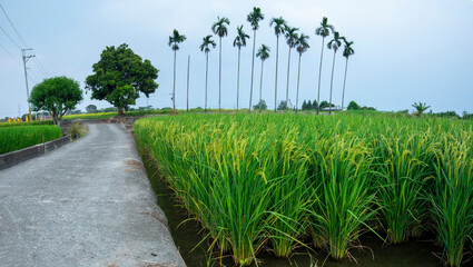 Taiwan, southern villages, industrial roads, greenery, rice fields