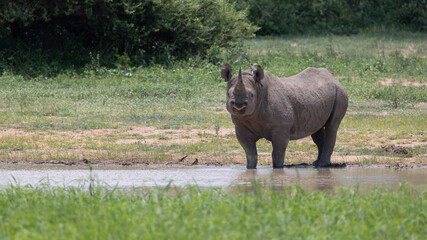 A black Rhino with his horn in the wild