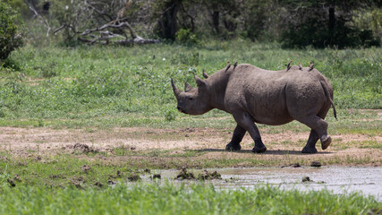 Fototapeta premium A black Rhino with his horn in the wild