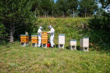 Beekeepers working