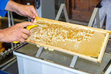 Beekeepers working