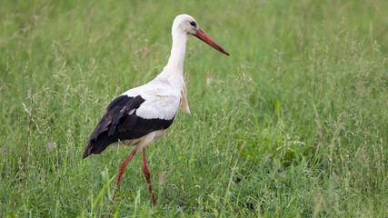 a white stork in green grass
