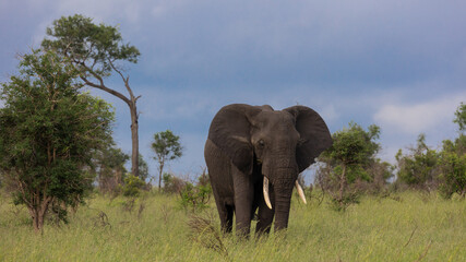 Obraz premium Elephant bull with blue sky background