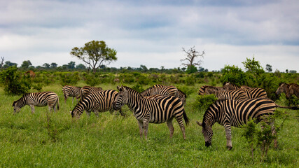 a dazzle of zebras in the wild