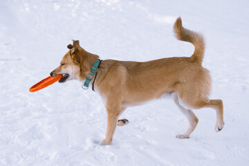 Red hair domestic grumpy dog with collar playing with toy.