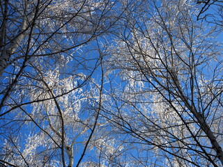 beautiful tree branches covered with snow against the blue sky on a bright Sunny winter day