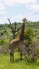 Fototapeta premium a giraffe with a cloudy sky background
