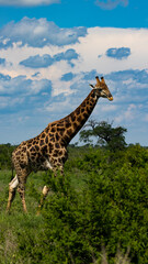 a giraffe with a cloudy sky background