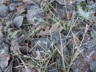 Brown winter leaves with hoarfrost