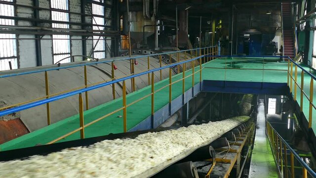 Chopped sugar beet on conveyor belt processing in a sugar refinery. Mechanically sliced into thin strips and transporting to a machine called a diffuser to extract the sugar