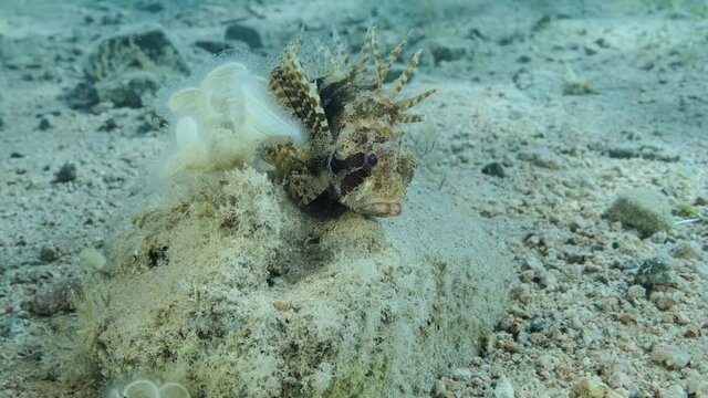 Zebra Lionfish lies on stone in sunrays. Front portrait. Zebra Lionfish or Red Sea dwarf lionfish (Dendrochirus zebra, Dendrochirus hemprichi). Slow motion