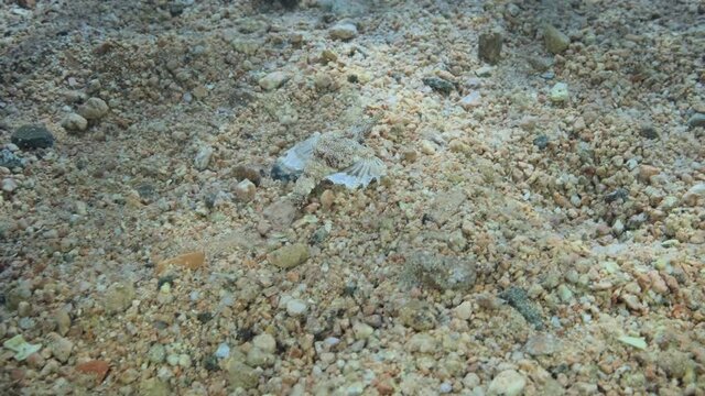 Seamoth moves on the sandy bottom in shallow water in sun rays. Pegasus, Little Dragonfish or Common Seamoth (Eurypegasus draconis). Slow motion