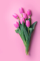 Pink and white tulips on pink background and copy space.