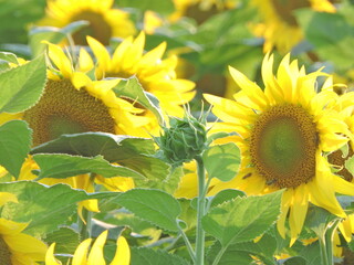 Słoneczne Kwiaty Słoneczn iki